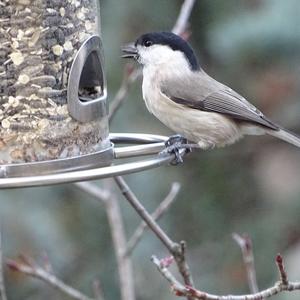 Marsh Tit