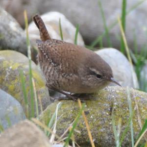 Winter Wren