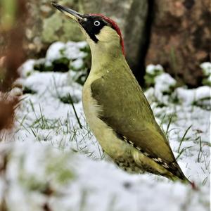 Eurasian Green Woodpecker