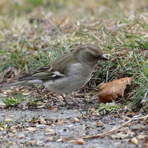 Eurasian Chaffinch