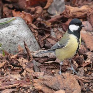 Great Tit