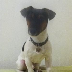 Jack Russell Terrier