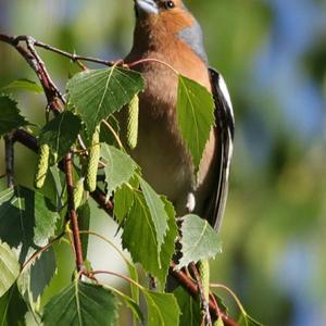 Eurasian Chaffinch