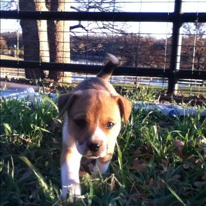Unknown Breed