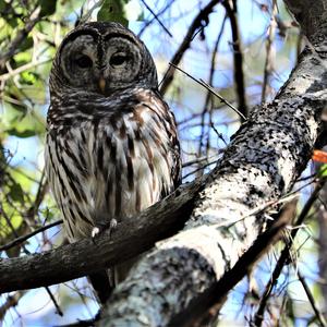 Barred Owl