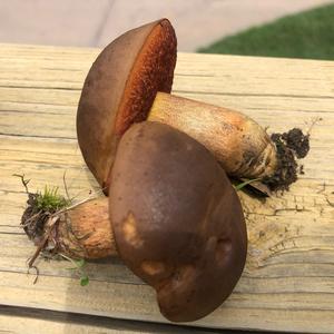 Bay Bolete