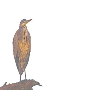 Purple Heron