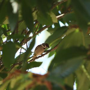 Eurasian Tree Sparrow