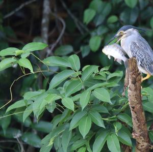 Striated Heron