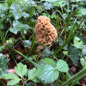 Yellow Morel