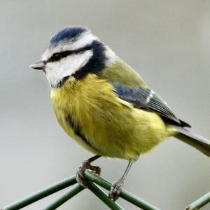 Blue Tit