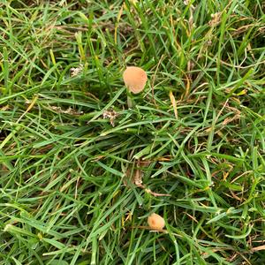 Coprinus auricomus