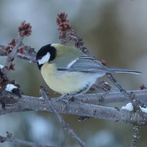 Great Tit