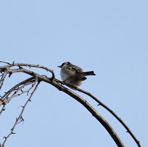 European Goldfinch