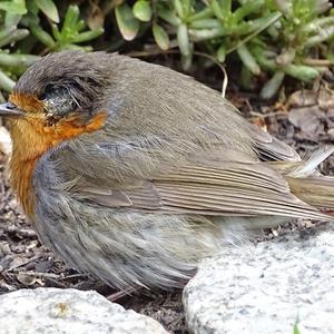 European Robin