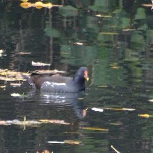 Common Moorhen