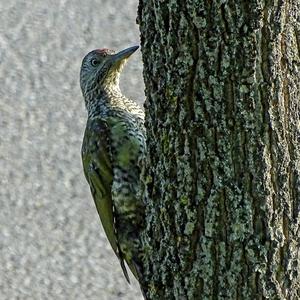 Eurasian Green Woodpecker