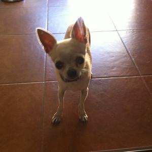 Unknown Breed
