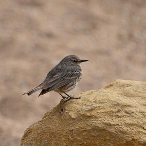 Rock Pipit