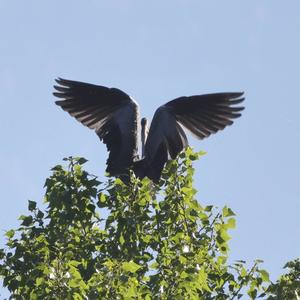 Grey Heron