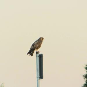 Common Buzzard