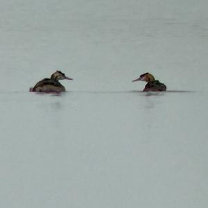 Great Crested Grebe