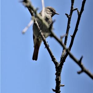 Black Redstart