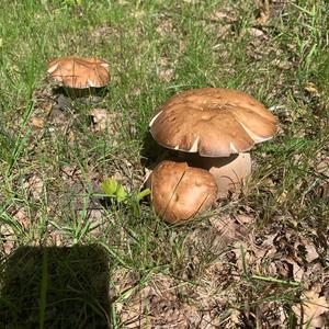 Summer Bolete