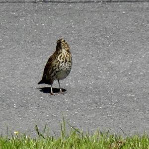 Song Thrush