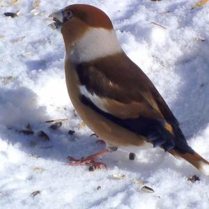 Hawfinch