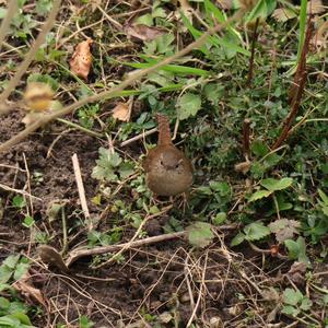 Winter Wren