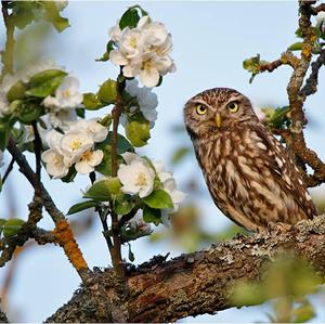 Little Owl