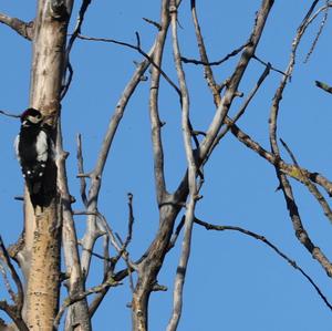 Great Spotted Woodpecker