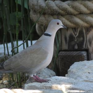 Eurasian Collared-dove