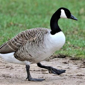 Canada Goose