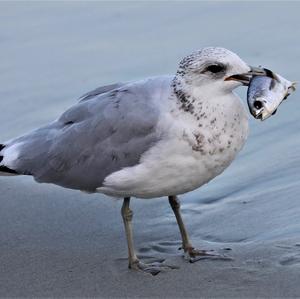 Ring-billed Gull