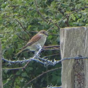 Red-backed Shrike