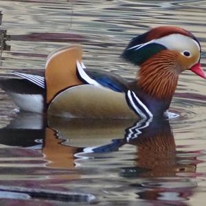 Mandarin Duck