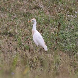 Cattle Egret