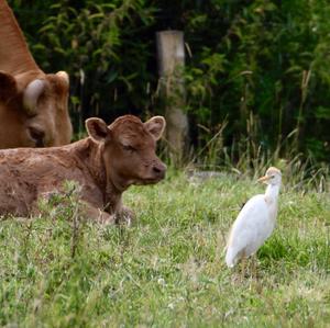 Cattle Egret