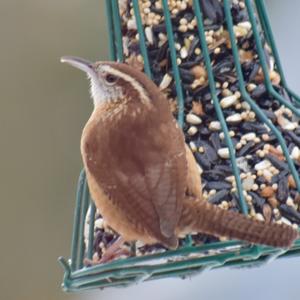 Carolina Wren