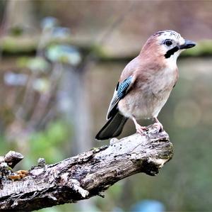 Eurasian Jay