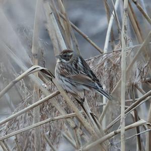 Reed Bunting