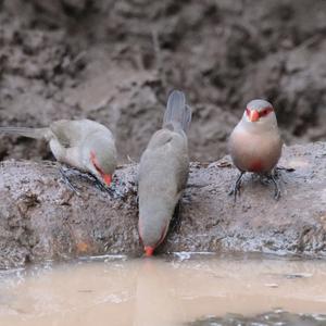 Common Waxbill