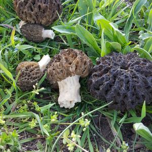 Black Morel