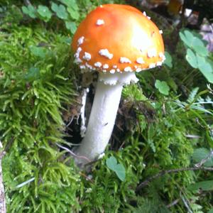 Fly Agaric