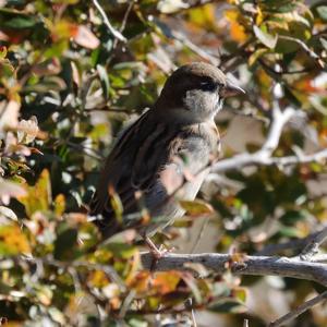 House Sparrow