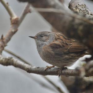 Alpine Accentor