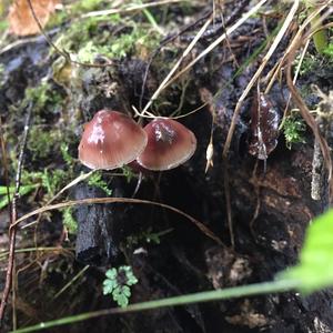 Bleeding Mycena