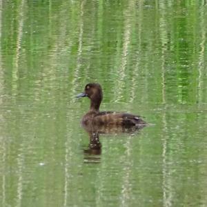 Tufted Duck